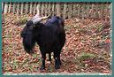 Le_Cormenier-Le_Parc_de_la_Belle-106